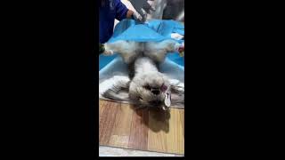 Episode 101 disinfection and shaving before spaying dog [upl. by Furmark]