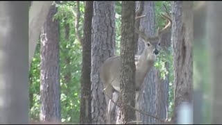 AAA warning of increase in crashes involving deer during the fall [upl. by Brittan]