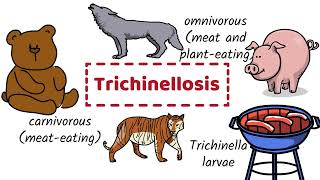 Trichinosis  Causes Symptoms Diagnosis Prevention [upl. by Perkin]