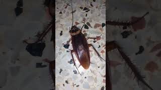 cockroach shorts youtubeshorts [upl. by Lanette]