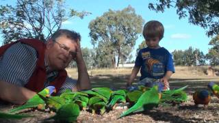 Rainbow Lorikeets  Australia [upl. by Jakob]