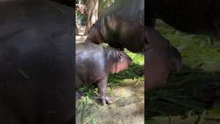 baby 🐥 hippo 🦛🍼 khamitovy factssgorts [upl. by Adehsar923]