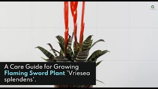 An Amazing World of the Flaming Sword Plant Vriesea Splendens – A Care Guide for Growing [upl. by Nosmoht]