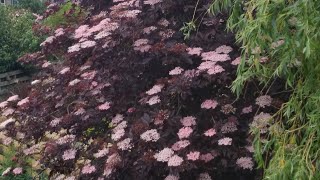 Black elderBlack beautySambucus nigra [upl. by Tecla229]