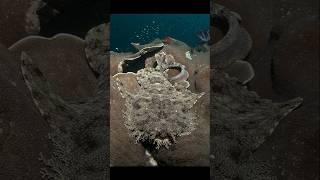 यह है wobbegong sarkwhatsappstatus amazonrainforest 1000subscriber [upl. by Barnes]