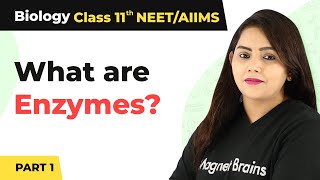 Class 11 Biology Enzymes  Biomolecules Class 11 Biology Enzymes Part 1  Class 11 Biology [upl. by Nirtiak]