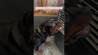 Rottweiler Bubzee Ne Air Cooler Se Bhi Kar Li Ladaayi shorts rottweiler dogs youtubeshorts [upl. by Perlis837]