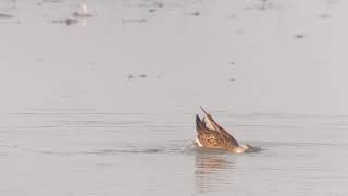 Gestreepte Strandloper  Calidris melanotos [upl. by Eineg]