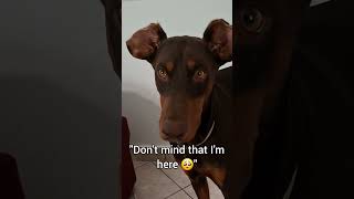 The price of getting a Doberman 😂🐶 doberman rescuedog funny funnydogs pets [upl. by Avonasac]