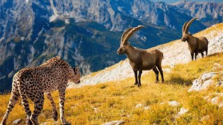 ¡Este Leopardo De Las Nieves Se Metió Con El Oponente Equivocado [upl. by Lorens838]