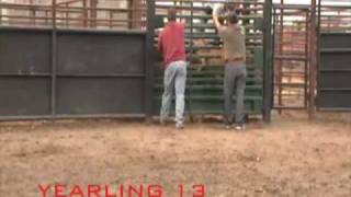 Bad Boy Bucking bulls  YEARLINGS BUCKING [upl. by Nerag715]