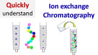 Ion exchange chromatography [upl. by Yznil]