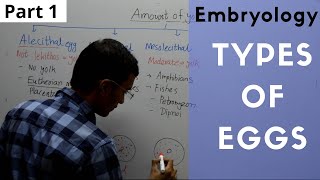 Types of Eggs in Embryology  Alecithal Microlecithal Mesolecithal Polylecithal [upl. by Euqinomod442]