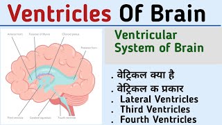 Ventricles of brainventricular system of brain lateral ventriclesthird ventriclesfourth ventricl [upl. by Novah]