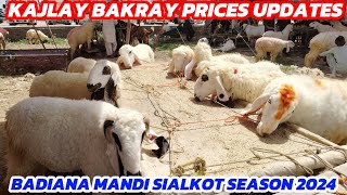 Kajlay Bakray Prices Updates😎 Badiana Mandi Sialkot😊 Season 2024🤫 [upl. by Bradwell]