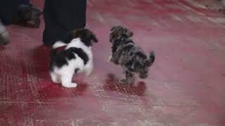 Shih Poo Puppies For Sale [upl. by Nima]