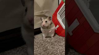 He’s a Potato 🥔 justforfun funny hammy potato t cute pets [upl. by Anaihr]