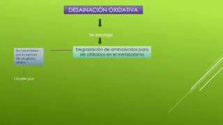 DESAMINACIÓN OXIDATIVA [upl. by Reg]