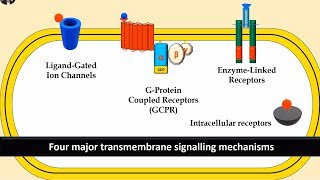 Receptors and Second Messenger system Gprotein Enzyme linked and Ligand gated ion channels [upl. by Cran]