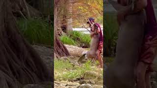 Part 2 ⚡️Man saves drowning deer in san antonio River Texas wildlife gone wild 💥 [upl. by Soalokcin]