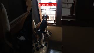 Mylo is enjoying the neighbours fight funny shortsfeed trending viralvideo doglover cute pet [upl. by Larkins822]