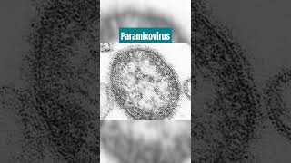 Paramixovirus agente causal de la parotiditis [upl. by Rollo]