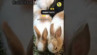 Rabbit Facts shorts facts rabbit [upl. by Nedah]