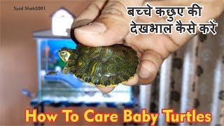 How To care baby Yellowbelly Slider Turtle कछुए के बच्चे की देखभाल कैसे करें [upl. by Annaer]