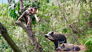 detect wild boar tracks set traps to catch catch stream fish cook survival alone [upl. by Farra139]