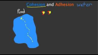 Cohesion and Adhesion [upl. by Leopoldine]