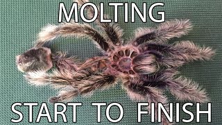 Curlyhair Tarantula Molting  Start To Finish [upl. by Mcgruter]