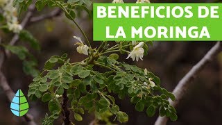 Para qué sirve LA MORINGA  BENEFICIOS DE LA MORINGA [upl. by Emmye402]