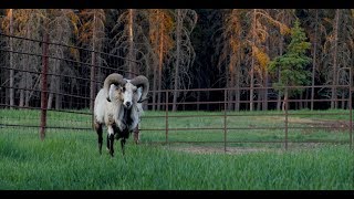 Bonnyville’s Canadian Bighorn Resort will creatively connect you to the land [upl. by Minoru]