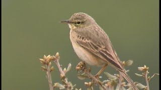 Pipit rousseline  Tawny Pipit  Brachpieper  Anthus campestris [upl. by Maurey]