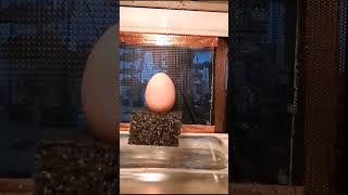 Egg in microwave [upl. by Lorry81]