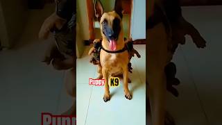 Two puppy training k9 🔥 dog germanshepherd pettraining pettrainning puppy k9 dogtraining [upl. by Leta]