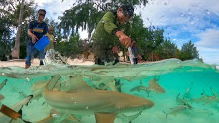 Bermainan Bersama Kawanan Hiu Muda Liar di Pulau Tinabo TakaBonerate [upl. by Annawaj]