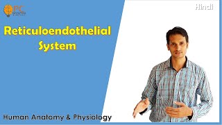 Reticuloendothelial System Physiology  Monocyte Macrophages System [upl. by Assiluj458]