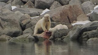 Female Polar bear with cubs Smeerenburg Spitsbergen June 2024 4K [upl. by Snah]