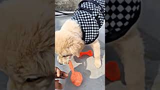 Try to catch the ball shly doglover goldenretriever puppy cute dog love playoffs [upl. by Lihas]