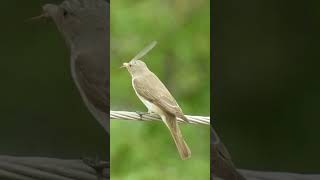 Spotted flycatcher eating a dragonfly shorts [upl. by Yrol]