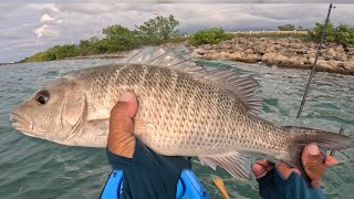 Florida keys kayak FishingPB Mangrove snapper in Stormy day on water [upl. by Lonier]