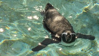 Humboldt Penguin Feeding at CWP [upl. by Tiffany918]