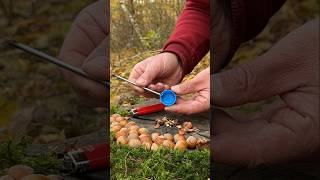 Genius LifeHack for Quick Nut Cleaning with Whole Kernels lifehacks ideas camping [upl. by Afatsuom]