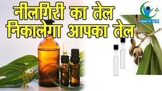 नीलगिरी का तेल किस प्रकार से करता है असर सोच नहीं सकते आप Benefits of Eucalyptus oil [upl. by Purdum]