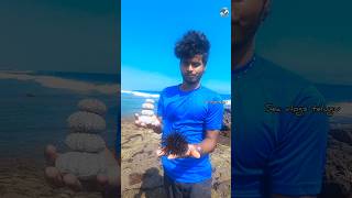 You can make new arts with sea urchins urchin sea trendingshorts youtubeshorts seavlogstelugu [upl. by Aydne989]