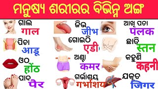 Human Body parts name odia to hindi l All body parts name l odia hindi word meaning l hindi [upl. by Saunders990]