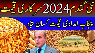 Gundam ka rate aj 2024  wheat rate today 2024  wheat support price 2024  wheat price Punjab 2024 [upl. by Adamski887]