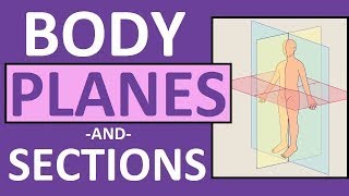 Body Planes and Regions planes anatomy physiology terminology educational shortvideo [upl. by Juetta]