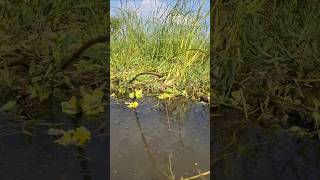 Amazing Traditional Hook Fishing in paddy fields FishingbyHook hookfishing catchfish shorts [upl. by Onabru961]